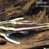 Liniendornwels, Platydoras Costatus, 1 Liniendornwels, Platydoras Costatus, -Zoohandlung Liniendornwels Platydoras costatus