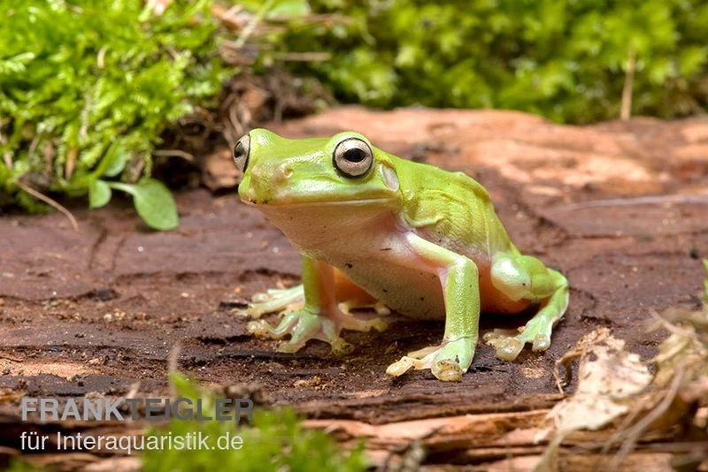 Korallenfinger-Laubfrosch, Litoria Caerulea 3 Korallenfinger-Laubfrosch, Litoria Caerulea