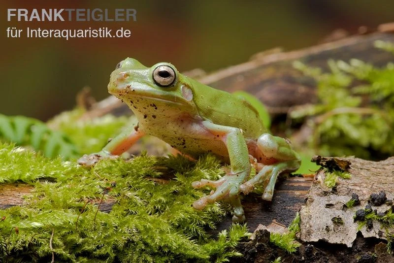 Korallenfinger-Laubfrosch, Litoria Caerulea 4 Korallenfinger-Laubfrosch, Litoria Caerulea – Bild 2