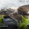 Maulbrütender Harnischwels, Loricaria Simillima -Zoohandlung Loricaria simillima Maulbruetender Harnischwels 1