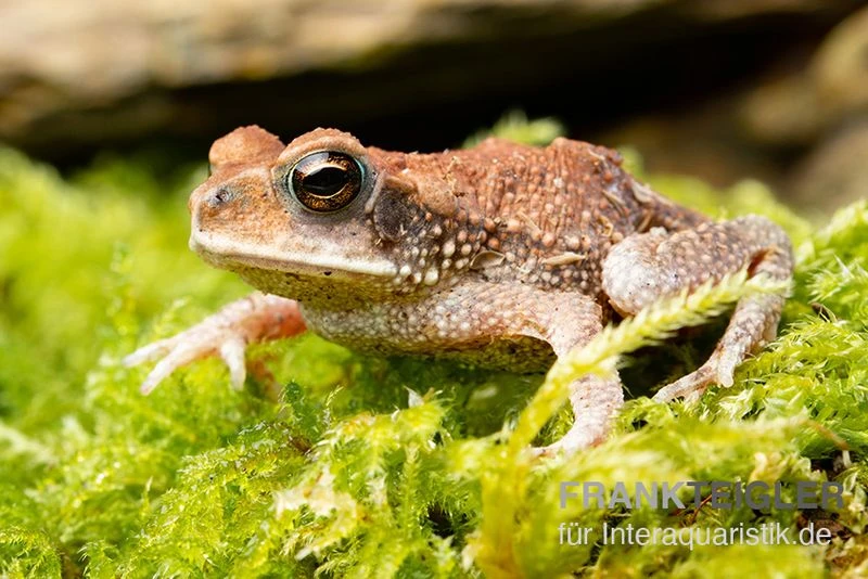 Lütkens Guatemalakröte, Incilius Luetkeni 3 Lütkens Guatemalakröte, Incilius Luetkeni