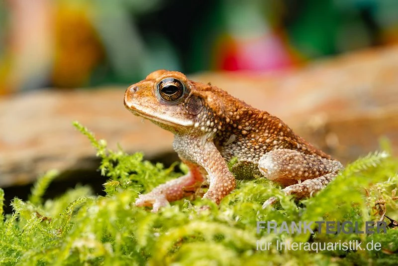 Lütkens Guatemalakröte, Incilius Luetkeni 4 Lütkens Guatemalakröte, Incilius Luetkeni – Bild 2