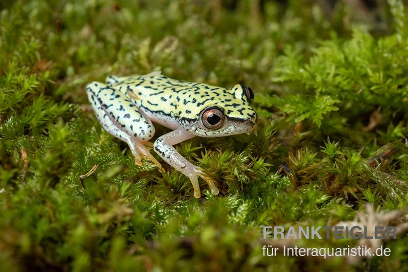Madagascar-Riedfrosch, Heterixalus Madagascariensis 4 Madagascar-Riedfrosch, Heterixalus Madagascariensis – Bild 2