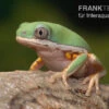 Makifrosch, Phyllomedusa Hypochondrialis -Zoohandlung Makifrosch Phyllomedusa hypochondrialis 1
