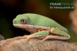 Makifrosch, Phyllomedusa Hypochondrialis -Zoohandlung Makifrosch Phyllomedusa hypochondrialis 3