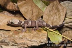 Malayischer Bogenfingergecko, Cyrtodactylus Pulchellus 10 Malayischer Bogenfingergecko, Cyrtodactylus Pulchellus -Zoohandlung Malayischer Bogenfingergecko Cyrtodactylus pulchellus 1
