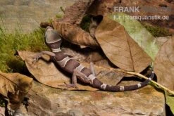 Malayischer Bogenfingergecko, Cyrtodactylus Pulchellus 11 Malayischer Bogenfingergecko, Cyrtodactylus Pulchellus -Zoohandlung Malayischer Bogenfingergecko Cyrtodactylus pulchellus 2