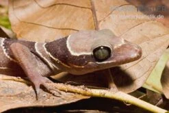 Malayischer Bogenfingergecko, Cyrtodactylus Pulchellus 9 Malayischer Bogenfingergecko, Cyrtodactylus Pulchellus -Zoohandlung Malayischer Bogenfingergecko Cyrtodactylus pulchellus 3