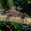 Malayischer Bogenfingergecko, Cyrtodactylus Pulchellus -Zoohandlung Malayischer Bogenfingergecko Cyrtodactylus pulchellus neu 1