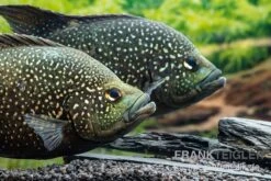 Marakeli-Buntbarsch, Paratilapia Polleni "Big Spotted" -Zoohandlung Marakeli Buntbarsch Paratilapia polleni Big spotted 1