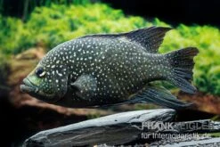 Marakeli-Buntbarsch, Paratilapia Polleni "Big Spotted" -Zoohandlung Marakeli Buntbarsch Paratilapia polleni Big spotted neu 3