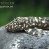 Marmor-Ancistrus, Ancistrus Claro, LDA 8, DNZ 1 Marmor-Ancistrus, Ancistrus Claro, LDA 8, DNZ -Zoohandlung Marmor Ancistrus LDA 08 Ancistrus claro 1