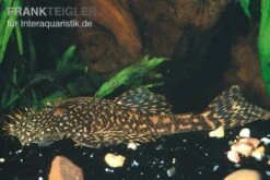 Marmor-Ancistrus, Ancistrus Claro, LDA 8, DNZ -Zoohandlung Marmor Ancistrus LDA 08 Ancistrus claro 2