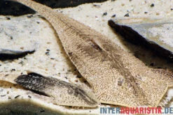 Marmor-Flunderharnischwels, Pseudohemiodon Apithanos Sp. Colombia 10 Marmor-Flunderharnischwels, Pseudohemiodon Apithanos Sp. Colombia -Zoohandlung Marmor Flunderharnischwels Pseudohemiodon apithanos sp Colombia neu 1