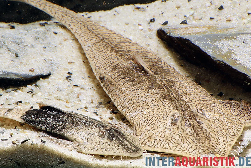 Marmor-Flunderharnischwels, Pseudohemiodon Apithanos Sp. Colombia 6 Marmor-Flunderharnischwels, Pseudohemiodon Apithanos Sp. Colombia – Bild 4