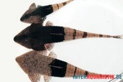 Marmor-Flunderharnischwels, Pseudohemiodon Apithanos Sp. Colombia 11 Marmor-Flunderharnischwels, Pseudohemiodon Apithanos Sp. Colombia -Zoohandlung Marmor Flunderharnischwels Pseudohemiodon apithanos sp Colombia neu 2