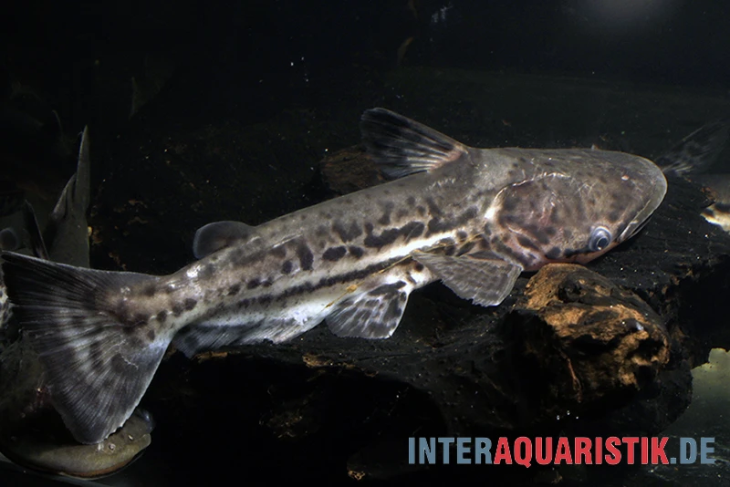 Marmorierter Delfinwels, Ageneiosus Marmoratus 3 Marmorierter Delfinwels, Ageneiosus Marmoratus