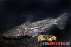 Marmorierter Delfinwels, Ageneiosus Marmoratus 5 Marmorierter Delfinwels, Ageneiosus Marmoratus -Zoohandlung Marmorierter Delfinwels Ageneiosus marmoratus 2