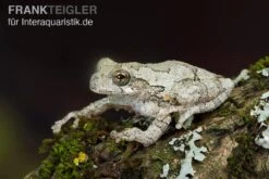 Marmorierter Laubfrosch, Hyla Marmorata -Zoohandlung Marmorierter Laubfrosch Hyla marmorata 3