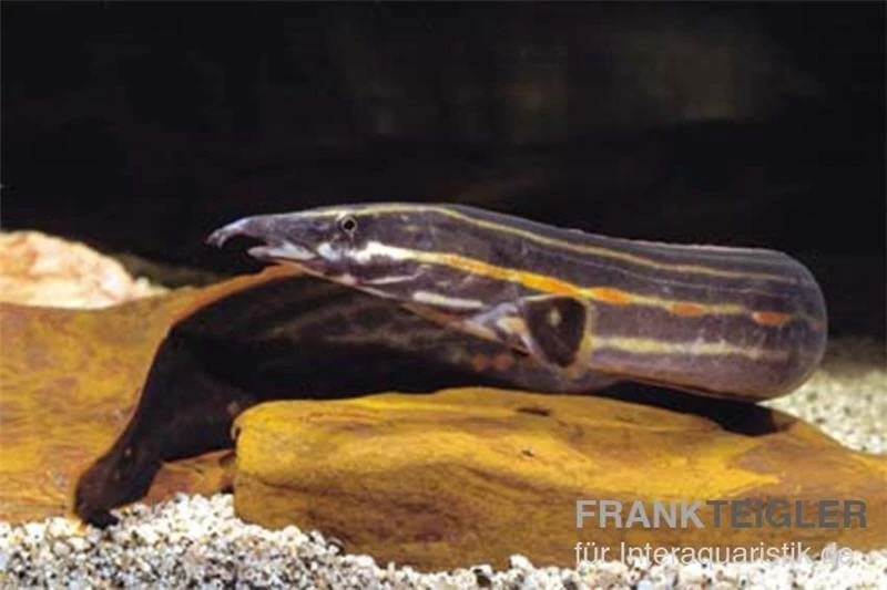 Feuerstachelaal, Mastacembelus Erythrotaenia, Ca. 10-12 Cm 3 Feuerstachelaal, Mastacembelus Erythrotaenia, Ca. 10-12 Cm