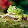 Matcha Pacman-Frog, Ceratophrys Cranwelli "Matcha" -Zoohandlung Matcha Pacman Frog Ceratophrys cranwelli Matcha 1