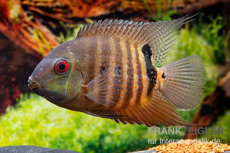 Maulbrütender Augenfleckbuntbarsch, Heros Liberifer, DNZ 3 Maulbrütender Augenfleckbuntbarsch, Heros Liberifer, DNZ