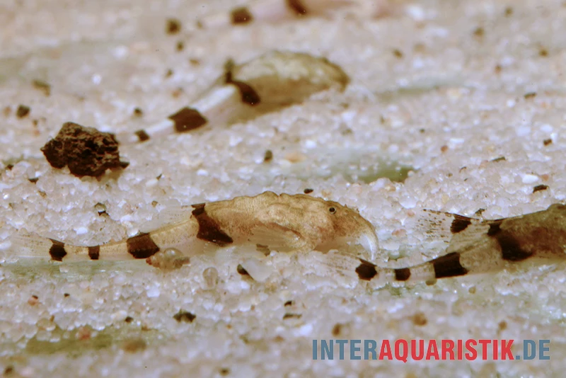 Megistus-Wels, Ernstichthys Megistus 3 Megistus-Wels, Ernstichthys Megistus