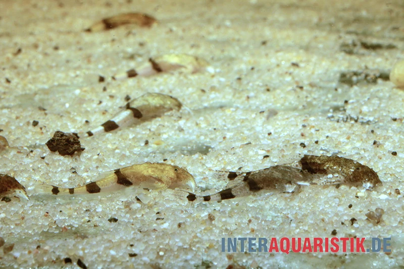 Megistus-Wels, Ernstichthys Megistus 4 Megistus-Wels, Ernstichthys Megistus – Bild 2