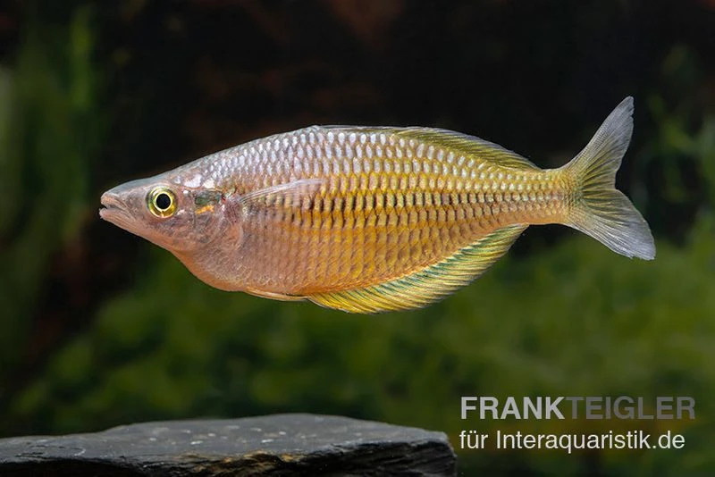 Sorong-Regenbogenfisch, Melanotaenia Fredericki Wild, 5 Tiere 4 Sorong-Regenbogenfisch, Melanotaenia Fredericki Wild, 5 Tiere – Bild 2