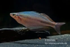 Goldie-Fluss-Regenbogenfisch, Melanotaenia Goldiei, 5 Tiere -Zoohandlung Melanotaenia goldiei 22
