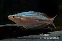 Goldie-Fluss-Regenbogenfisch, Melanotaenia Goldiei, 5 Tiere -Zoohandlung Melanotaenia goldiei 23