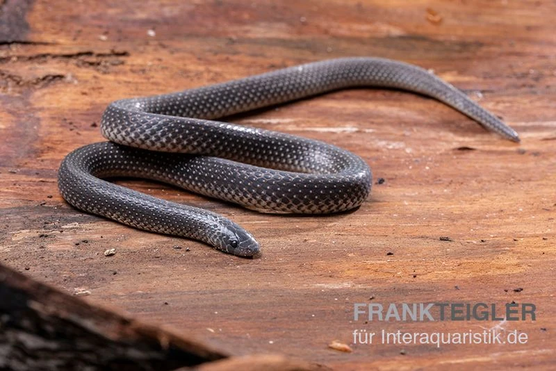 Meleagris-Schlange, Prosymna Meleagris 3 Meleagris-Schlange, Prosymna Meleagris