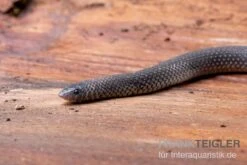 Meleagris-Schlange, Prosymna Meleagris 6 Meleagris-Schlange, Prosymna Meleagris -Zoohandlung Meleagris Schlange Prosymna meleagris 02