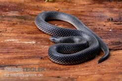 Meleagris-Schlange, Prosymna Meleagris 7 Meleagris-Schlange, Prosymna Meleagris -Zoohandlung Meleagris Schlange Prosymna meleagris 03