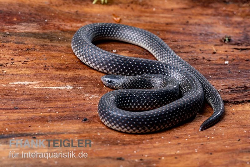 Meleagris-Schlange, Prosymna Meleagris 5 Meleagris-Schlange, Prosymna Meleagris – Bild 3