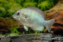 Menarambo-Buntbarsch, Paretroplus Menarambo