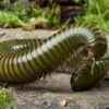 Green-Striped-Millipede, Spirostreptus Spec.
