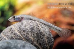 Mindanaoensis-Grundel, Lentipes Mindanaoensis, 1 Paar 7 Mindanaoensis-Grundel, Lentipes Mindanaoensis, 1 Paar -Zoohandlung Mindanaoensis Grundel Lentipes mindanaoensis female 1