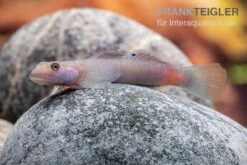 Mindanaoensis-Grundel, Lentipes Mindanaoensis, 1 Paar 6 Mindanaoensis-Grundel, Lentipes Mindanaoensis, 1 Paar -Zoohandlung Mindanaoensis Grundel Lentipes mindanaoensis male 2