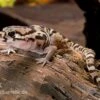 Mittelamerikanischer Krallengecko, Coleonyx Mitratus 2 Mittelamerikanischer Krallengecko, Coleonyx Mitratus -Zoohandlung Mittelamerikanischer Krallengecko Coleonyx mitratus 1
