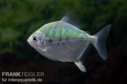 Mühlsteinsalmler, Myleus Setiger -Zoohandlung Muehlsteinsalmler Myleus setiger 4