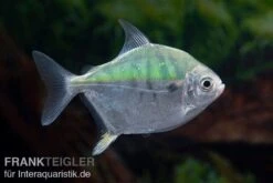 Mühlsteinsalmler, Myleus Setiger -Zoohandlung Muehlsteinsalmler Myleus setiger 5