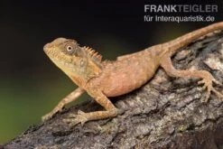 Nackenstachler, Acanthosaura Capra -Zoohandlung Nackenstachler Acanthosaura capra 3