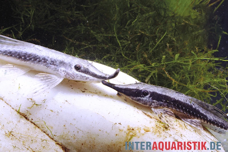 Nadelstreifen-Störwels, Sturisoma Nigrirostrum 3 Nadelstreifen-Störwels, Sturisoma Nigrirostrum