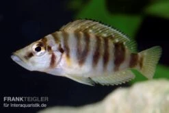 Nanderbuntbarsch, Altolamprologus Compressiceps, DNZ -Zoohandlung Nanderbuntbarsch Altolamprologus compressiceps 2