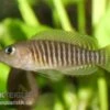 Gestreifter Schneckenbuntbarsch, Neolamprologus Multifsciatus, DNZ 2 Gestreifter Schneckenbuntbarsch, Neolamprologus Multifsciatus, DNZ -Zoohandlung Neolamprologus multifasciatus