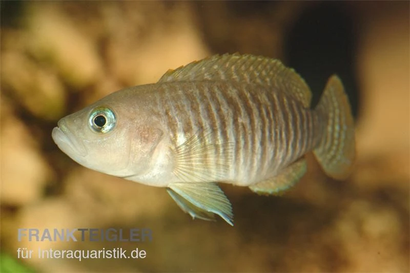 Gestreifter Schneckenbuntbarsch, Neolamprologus Multifsciatus, DNZ 4 Gestreifter Schneckenbuntbarsch, Neolamprologus Multifsciatus, DNZ – Bild 2