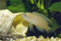 Gestreifter Schneckenbuntbarsch, Neolamprologus Multifsciatus, DNZ 7 Gestreifter Schneckenbuntbarsch, Neolamprologus Multifsciatus, DNZ -Zoohandlung Neolamprologus multifasciatus vielgestreifter schne