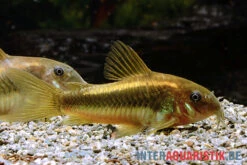 "Neon Gold Stripe"-Panzerwels, Corydoras Sp. "Neon Gold Stripe" (CW10) 8 "Neon Gold Stripe"-Panzerwels, Corydoras Sp. "Neon Gold Stripe" (CW10) -Zoohandlung Neon Gold Stripe Panzerwels Corydoras sp Neon Gold Stripe CW10 1