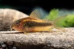 "Neon Gold Stripe"-Panzerwels, Corydoras Sp. "Neon Gold Stripe" (CW10) 9 "Neon Gold Stripe"-Panzerwels, Corydoras Sp. "Neon Gold Stripe" (CW10) -Zoohandlung Neon Gold Stripe Panzerwels Corydoras sp Neon Gold Stripe CW10 neu 2
